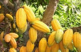 04/08/15 Côte d’Ivoire : les rois de la fève